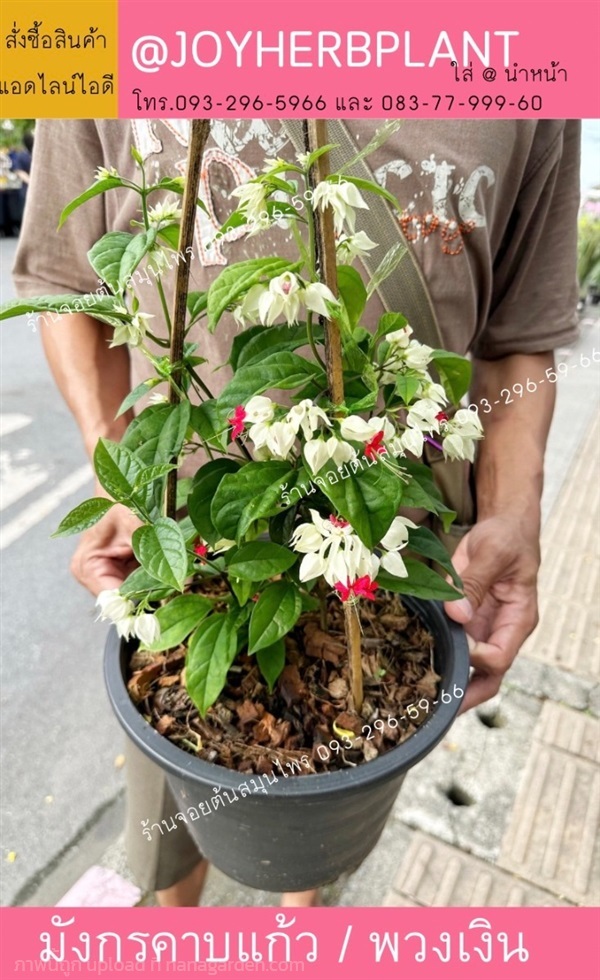 มังกรคาบแก้ว พวงเงิน  พวงแก้ว และไม้จัดสวนทุกชนิด  | ร้านจอยต้นสมุนไพร - หนองแขม กรุงเทพมหานคร