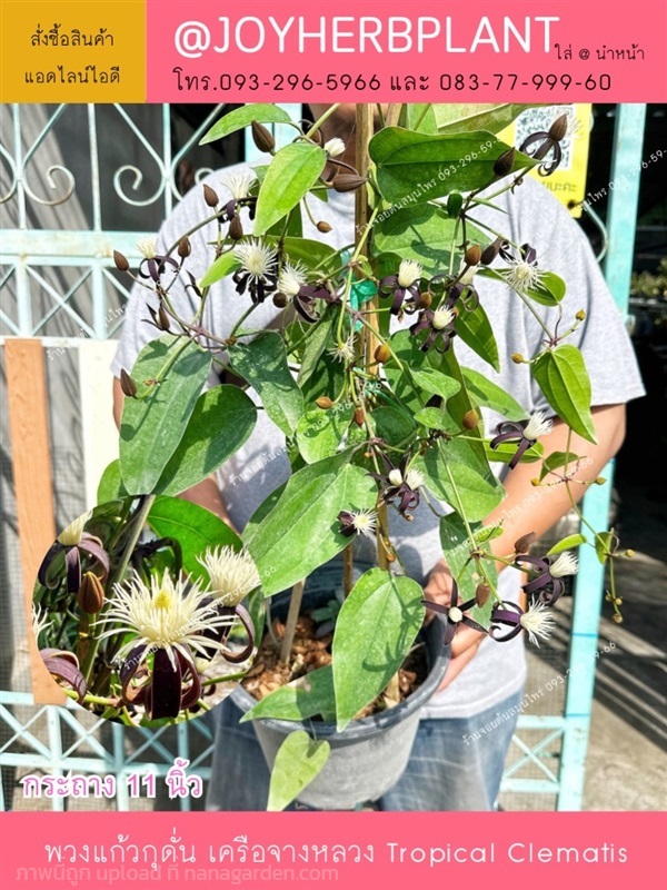 พวงแก้วกุดั่น ไม้โบราณ  ขายปลีก-ขายส่ง | ร้านจอยต้นสมุนไพร - หนองแขม กรุงเทพมหานคร