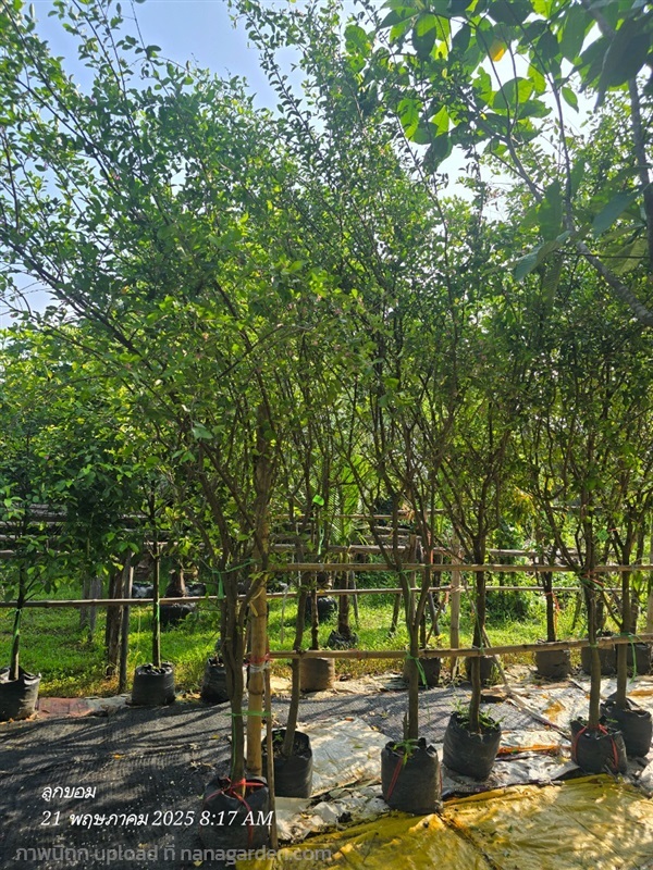 เชอร์รี่2" | สวนป้านิตย์ ปราจีนบุรี - เมืองปราจีนบุรี ปราจีนบุรี