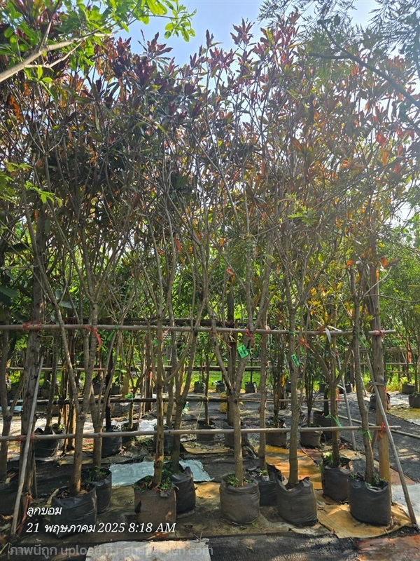 ตีนเป็ดแดง2" | สวนป้านิตย์ ปราจีนบุรี - เมืองปราจีนบุรี ปราจีนบุรี