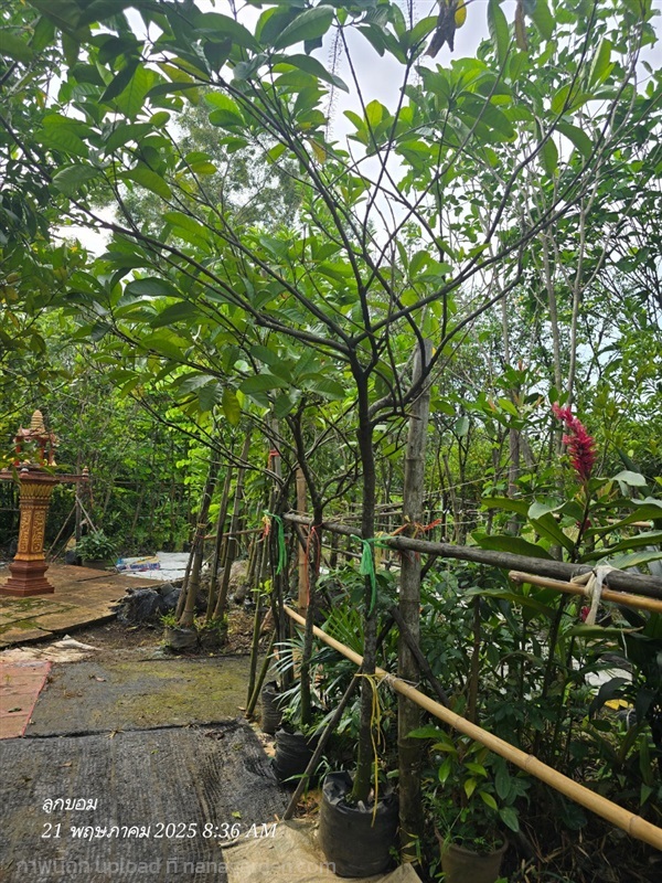 โซ่ทองคำ | สวนป้านิตย์ ปราจีนบุรี - เมืองปราจีนบุรี ปราจีนบุรี