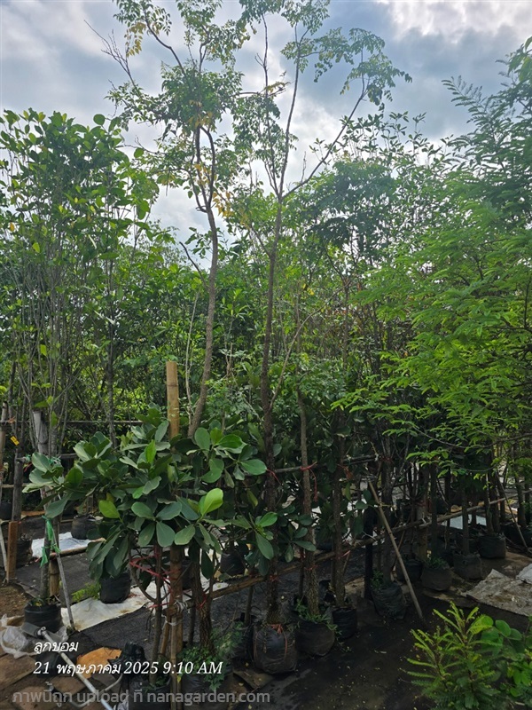 ปีบขาว 3" | สวนป้านิตย์ ปราจีนบุรี - เมืองปราจีนบุรี ปราจีนบุรี