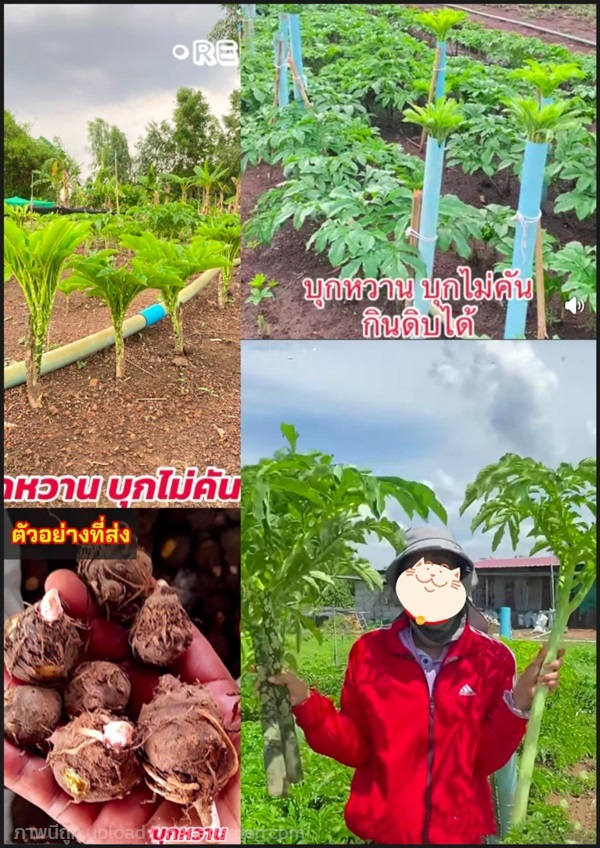 หัวบุกหวาน หัวบุกไม่คัน บุกหวาน บุกไม่คัน Konjac D | Shopping by lewat - เมืองมหาสารคาม มหาสารคาม