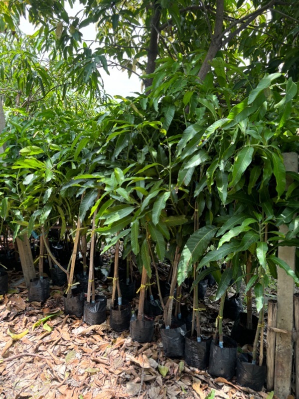 มะม่วงมันขุนศรี | สมบัติพันธ์ไม้ -  ปทุมธานี