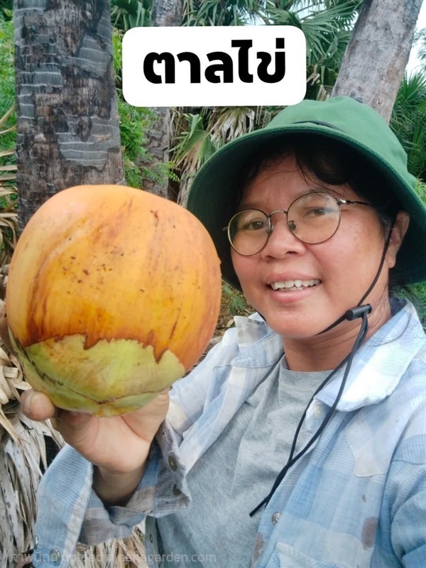 ตาลโตนด ตาลไข่ | เมล็ดพันธุ์ดี เกษตรวิถีไทย - เมืองระยอง ระยอง