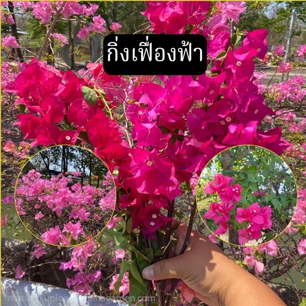 กิ่งเฟื่องฟ้า ตัดสด Bougainvillea | Alungkarn - เมืองราชบุรี ราชบุรี