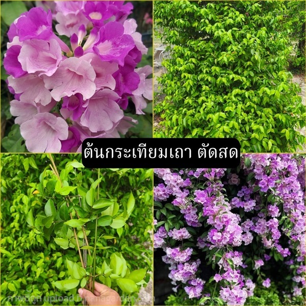 กิ่งพันธุ์ตัดสด กระเทียมเถา Garlic Vine | Alungkarn - เมืองราชบุรี ราชบุรี