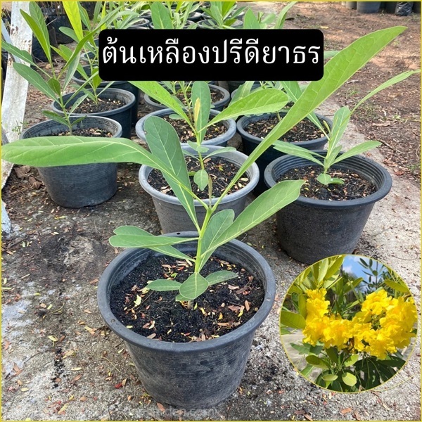 ต้นเหลืองปรีดียาธร Paraguayan silver trumpet tree | Alungkarn - เมืองราชบุรี ราชบุรี