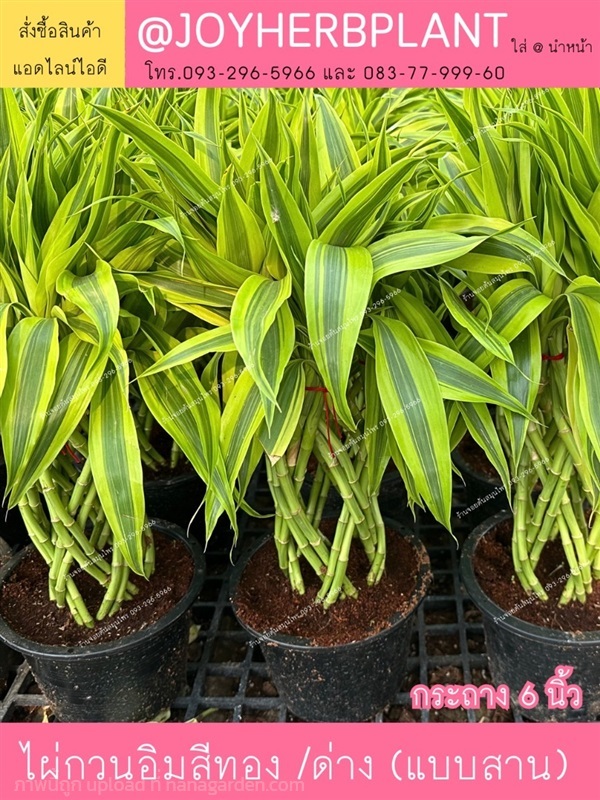 ไผ่กวนอิมสีทอง แบบสาน/ถัก กระถาง6 นิ้วขายปลีก-ส่ง  | ร้านจอยต้นสมุนไพร - หนองแขม กรุงเทพมหานคร
