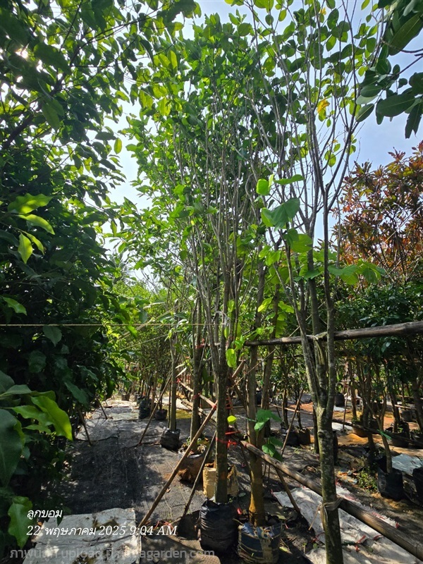 พุดภูเก็ตหน้า4 | สวนป้านิตย์ ปราจีนบุรี - เมืองปราจีนบุรี ปราจีนบุรี
