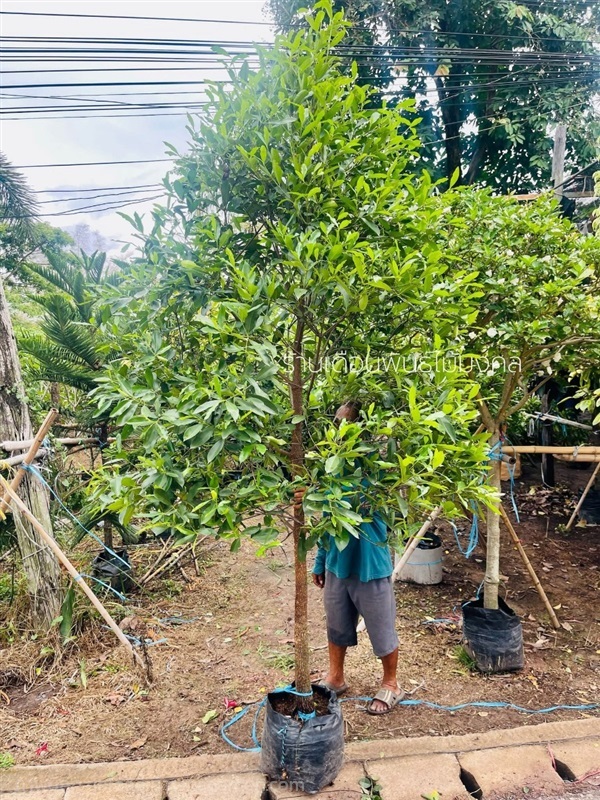 ต้นมั่งมี | เดือนพันธุ์ไม้มงคล - บางใหญ่ นนทบุรี