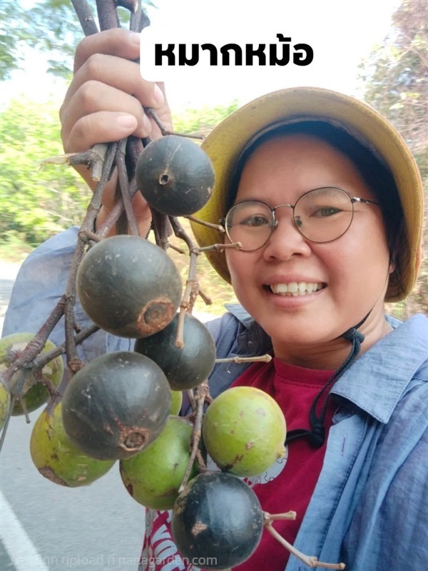 หมากหม้อ ขายเมล็ดพันธุ์/ต้นกล้า | เมล็ดพันธุ์ดี เกษตรวิถีไทย - เมืองระยอง ระยอง