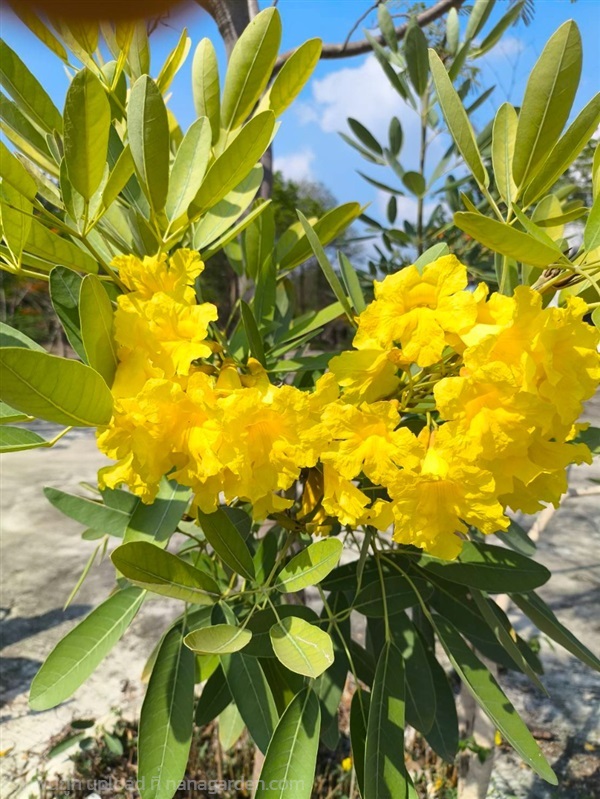เมล็ดต้นเหลืองดีปรียาธร Silver trumpet tree seed | Alungkarn - เมืองราชบุรี ราชบุรี