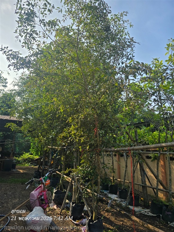ต้นรวงผึ้ง2"+ | สวนป้านิตย์ ปราจีนบุรี - เมืองปราจีนบุรี ปราจีนบุรี