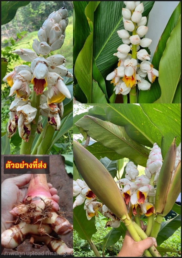 เหง้า ต้นขิงไข่มุก ขิงใข่มุก ขิงไข่มุก Alpinia zer | Shopping by lewat - เมืองมหาสารคาม มหาสารคาม