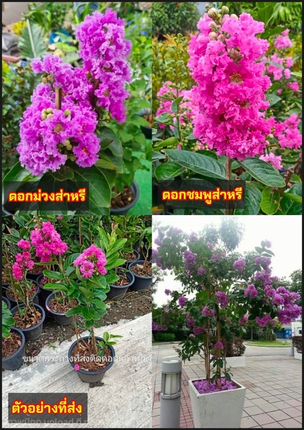 ต้น ต้นชมพูส่าหรี ต้นม่วงสาหรี ชมพูส่าหรี ม่วงสาหร | Shopping by lewat - เมืองมหาสารคาม มหาสารคาม