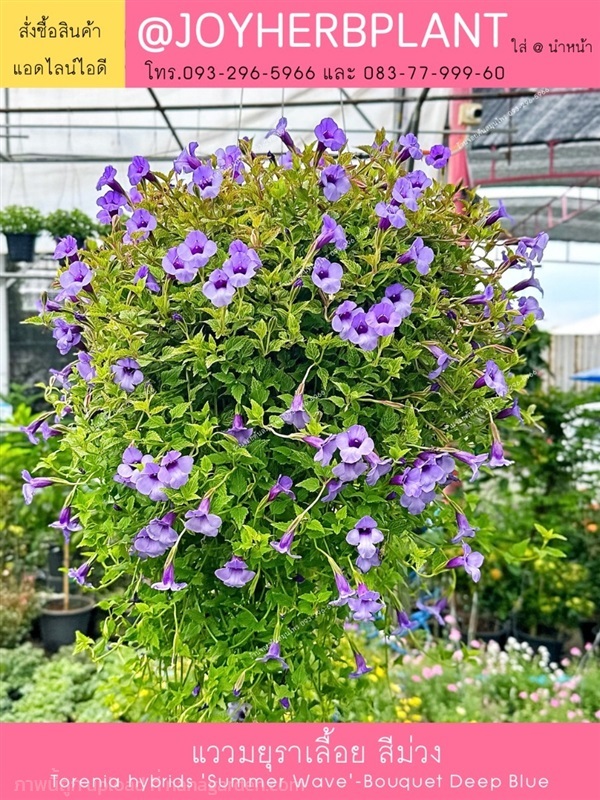 แววมยุราเลื้อย สีม่วง Torenia Summer Wave ปลีก-ส่ง | ร้านจอยต้นสมุนไพร - หนองแขม กรุงเทพมหานคร