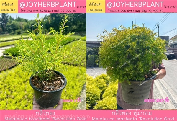  หลิวทอง และ ไม้จัดสวนทุกชนิด ปลีก-ส่ง | ร้านจอยต้นสมุนไพร - หนองแขม กรุงเทพมหานคร