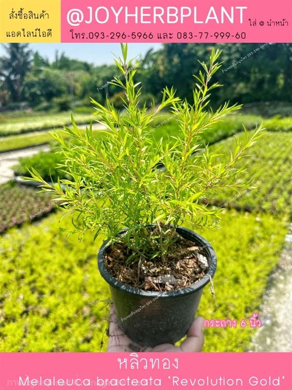  หลิวทอง กระถาง6นิ้ว และ ไม้จัดสวนทุกชนิด ปลีก-ส่ง | ร้านจอยต้นสมุนไพร - หนองแขม กรุงเทพมหานคร