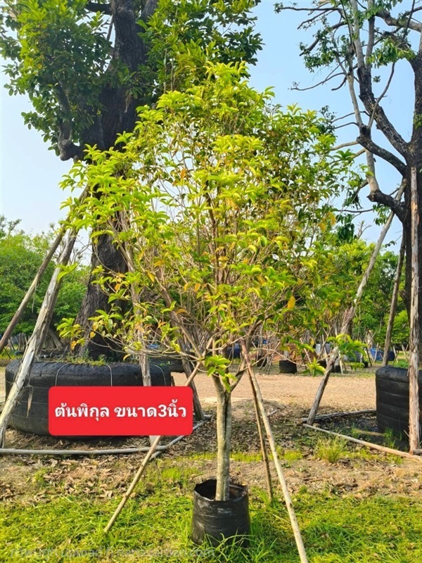 ต้นพิกุล | Natthakun Garden - แก่งคอย สระบุรี
