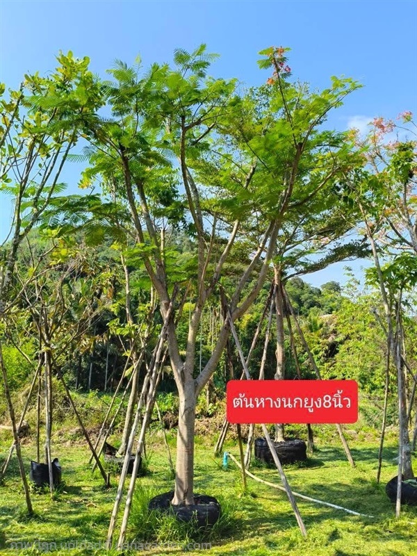 ต้นหางนกยูง | Natthakun Garden - แก่งคอย สระบุรี