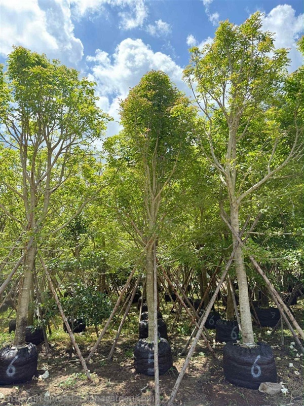 ต้นแคนา | Natthakun Garden - แก่งคอย สระบุรี