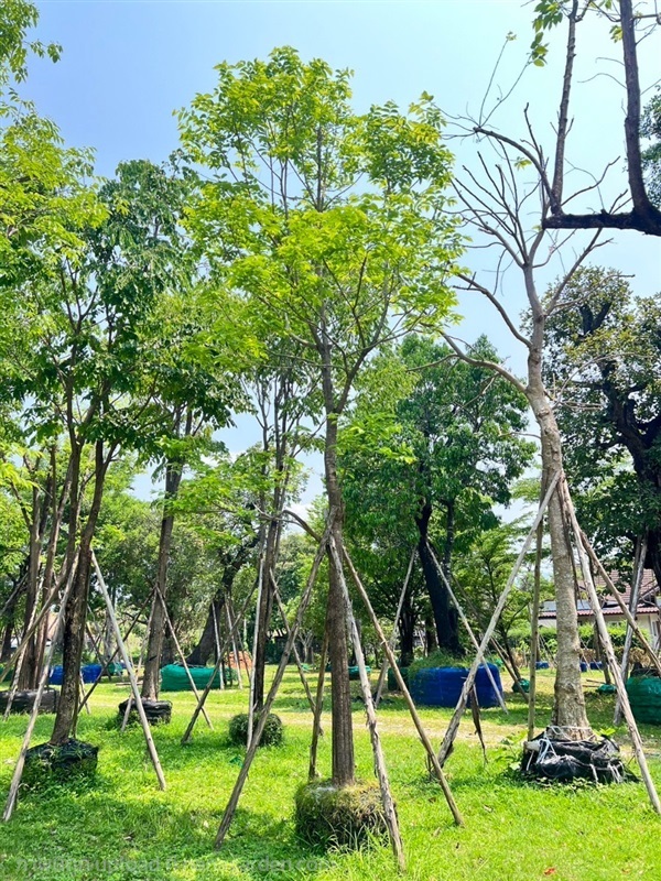 ต้นโมกมัน | Natthakun Garden - แก่งคอย สระบุรี