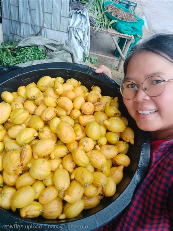ชะมวง ขายเมล็ดพันธุ์/ต้นกล้า | เมล็ดพันธุ์ดี เกษตรวิถีไทย - เมืองระยอง ระยอง