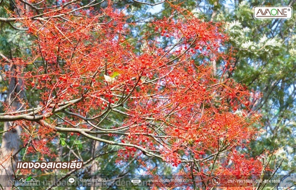 ต้นแดงออสเตรเลีย (กระถาง) | ห้างหุ้นส่วนจำกัด เอวาฟาร์ม 888 - ปากช่อง นครราชสีมา