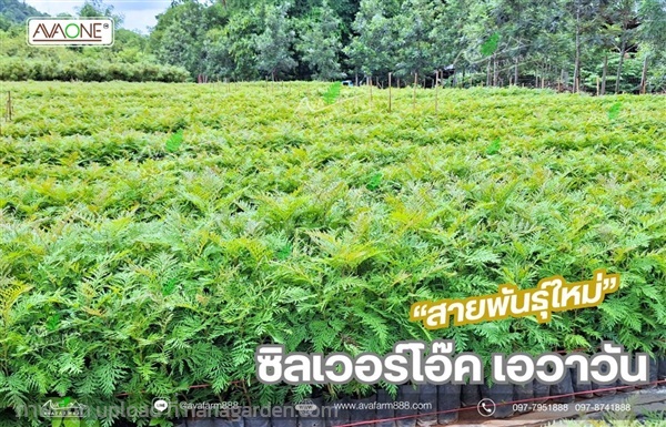 ต้นกล้าซิลเวอร์โอ๊ค เอวาวัน สายพันธุ์ใหม่ | ห้างหุ้นส่วนจำกัด เอวาฟาร์ม 888 - ปากช่อง นครราชสีมา