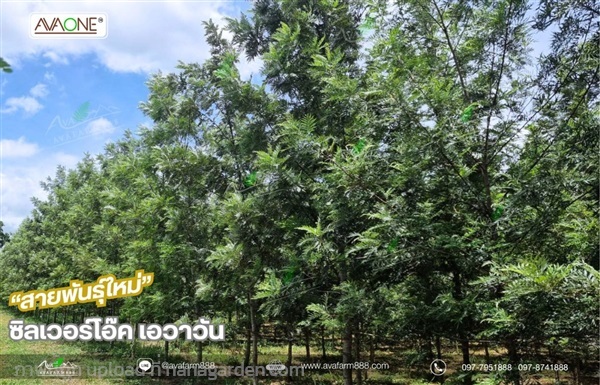 ต้นซิลเวอร์โอ๊ค | ห้างหุ้นส่วนจำกัด เอวาฟาร์ม 888 - ปากช่อง นครราชสีมา