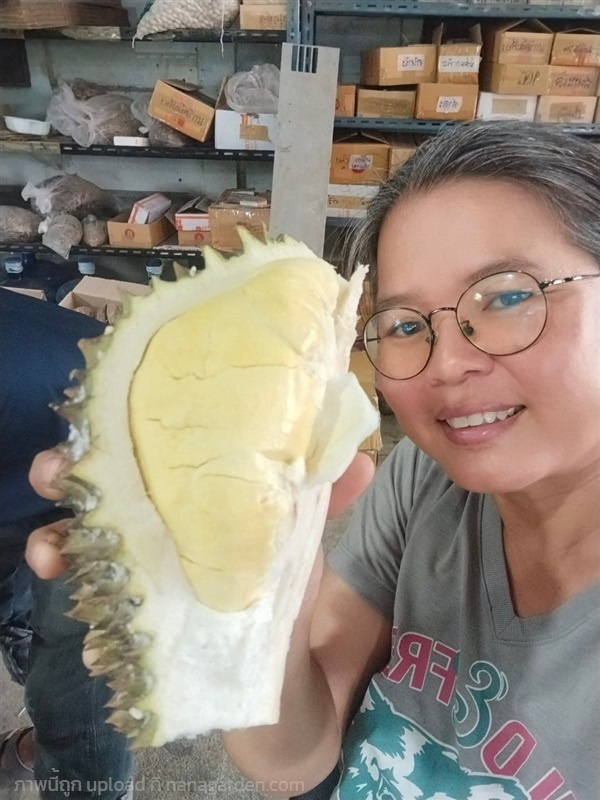 ทุเรียนหมอนทอง | เมล็ดพันธุ์ดี เกษตรวิถีไทย - เมืองระยอง ระยอง