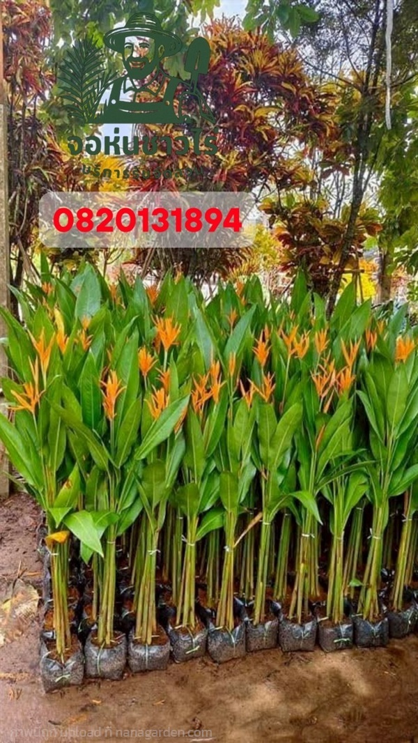 เฮลิโคเนีย (Heliconia)  | จอห์นชาวไร่ บริษัทรับจัดสวน - บางบัวทอง นนทบุรี