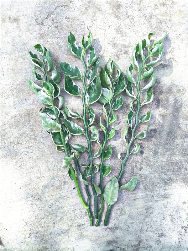 ?? กิ่งแสยกสีเขียว ตัดสด ?? Zigzag Plant | Alungkarn - เมืองราชบุรี ราชบุรี