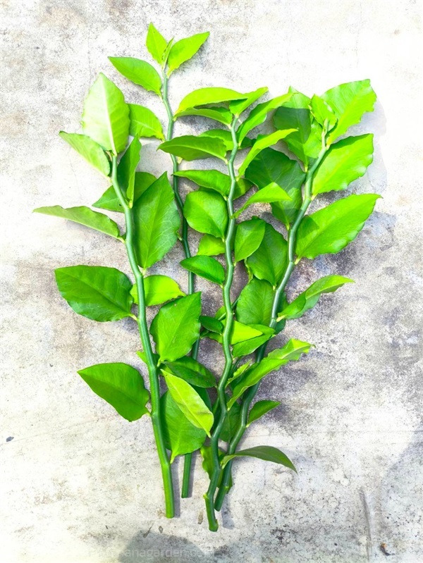 ?? กิ่งแสยกสีเขียว ตัดสด ?? Zigzag Plant | Alungkarn - เมืองราชบุรี ราชบุรี