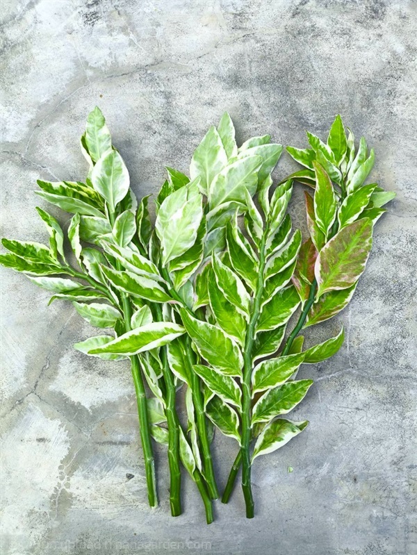 ?? กิ่งแสยกด่างตัดสด ?? Zigzag Plant | Alungkarn - เมืองราชบุรี ราชบุรี