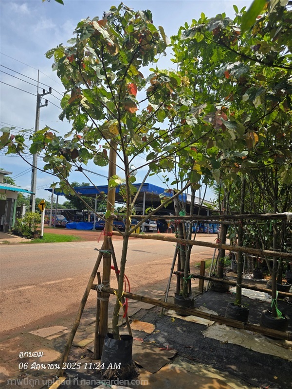 โพธิ์7สี หน้า2 | สวนป้านิตย์ ปราจีนบุรี - เมืองปราจีนบุรี ปราจีนบุรี