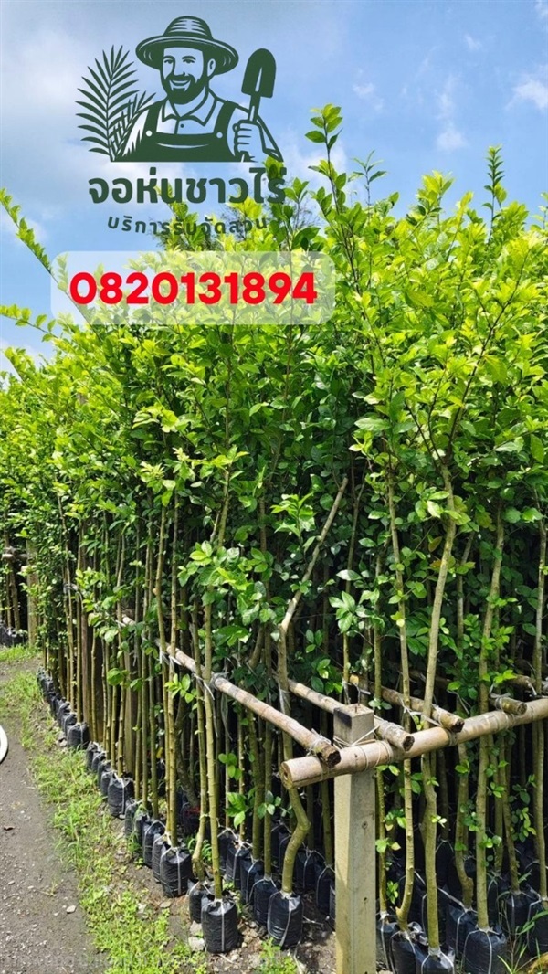 ต้นข่อย สูง 1.5 เมตร | จอห์นชาวไร่ บริษัทรับจัดสวน - บางบัวทอง นนทบุรี