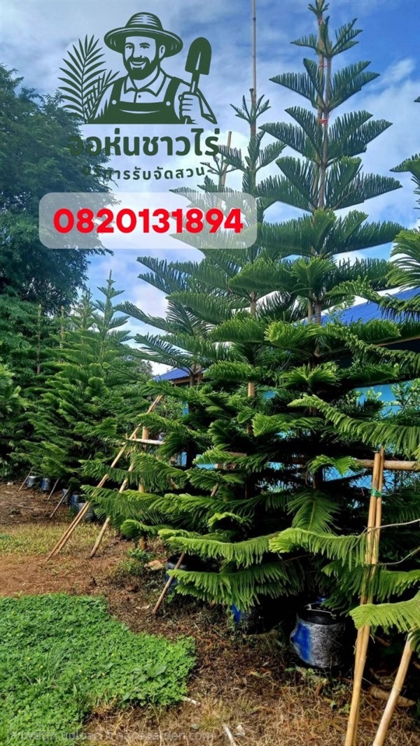 ต้นสนฉัตร สูง 5 เมตร | จอห์นชาวไร่ บริษัทรับจัดสวน - บางบัวทอง นนทบุรี