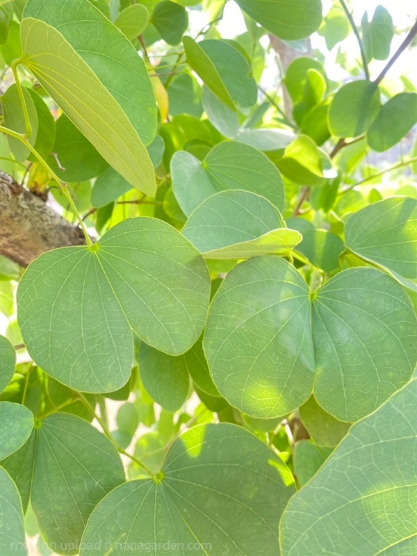 ใบส้มเสี้ยว หรือ ใบชงโค Purple Orchid tree  | Alungkarn - เมืองราชบุรี ราชบุรี
