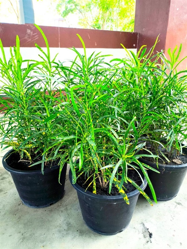 ต้นโกสนแส้ม้า ใบเรียวยาว Croton | Alungkarn - เมืองราชบุรี ราชบุรี