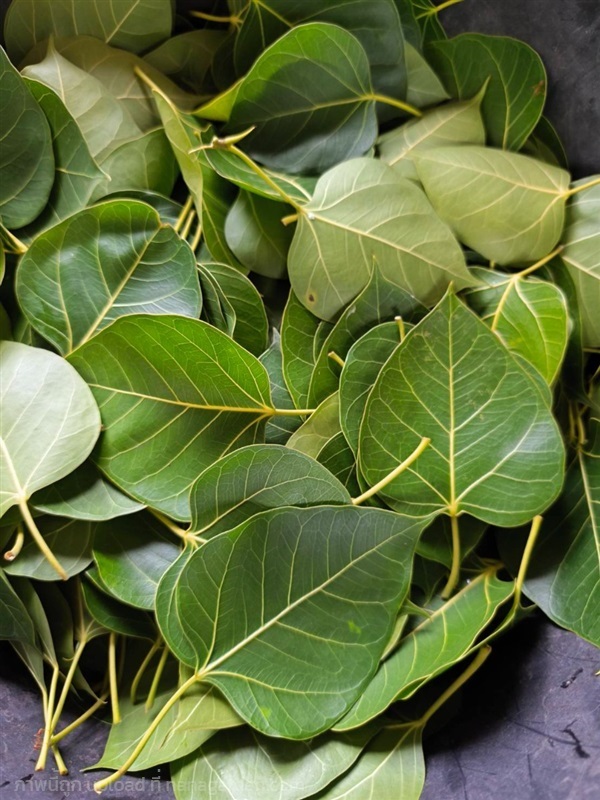 ใบโพธิ์ใบสดแท้จากต้น Ficus religiosa L.  สักยันต์ | Alungkarn - เมืองราชบุรี ราชบุรี