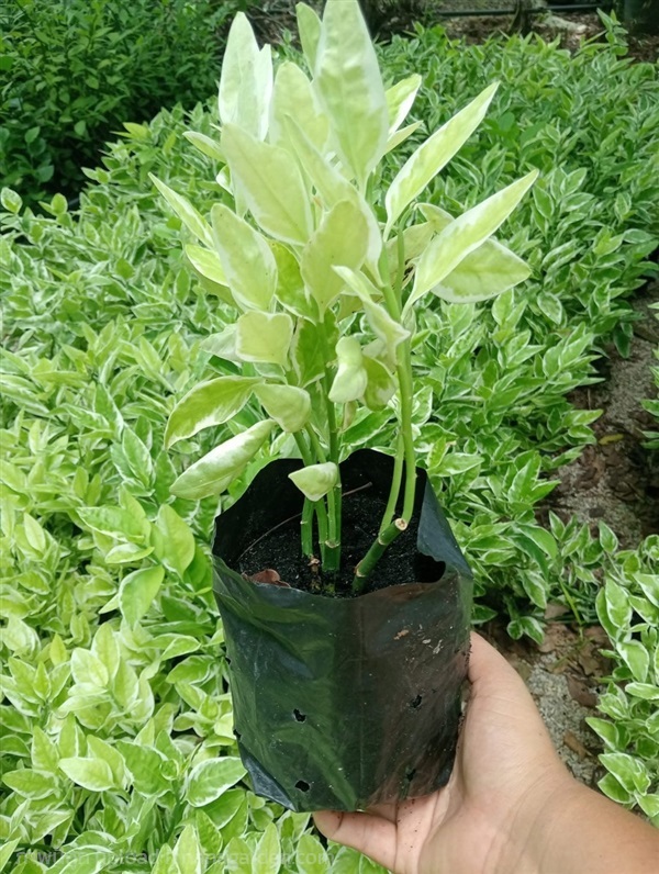 ? ต้นแสยกด่าง zigzag plant  | Alungkarn - เมืองราชบุรี ราชบุรี