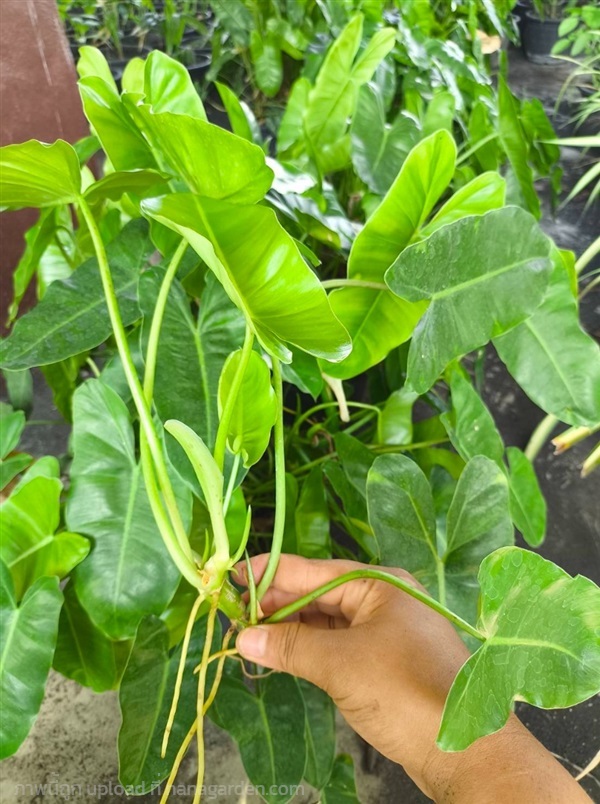 ?? กิ่งฟิโลเดนดรอน ไม้ฟอกอากาศ philodendron | Alungkarn - เมืองราชบุรี ราชบุรี