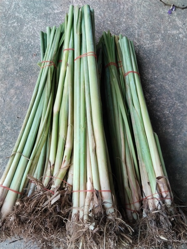 หญ้าหางกระรอกแดง ขายต้นพันธุ์สำหรับปลูก | เมล็ดพันธุ์ดี เกษตรวิถีไทย - เมืองระยอง ระยอง