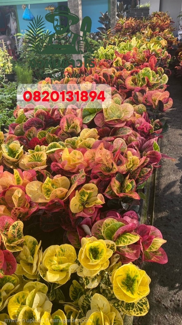 ต้นโกสน | จอห์นชาวไร่ บริษัทรับจัดสวน - บางบัวทอง นนทบุรี