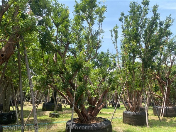 ต้นเสม็ดแดง | ไอลดา - เมืองปราจีนบุรี ปราจีนบุรี