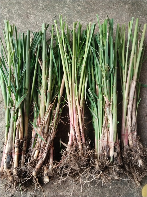 แขม ต้นแขม ขายต้นกล้าสำหรับปลูก | เมล็ดพันธุ์ดี เกษตรวิถีไทย - เมืองระยอง ระยอง