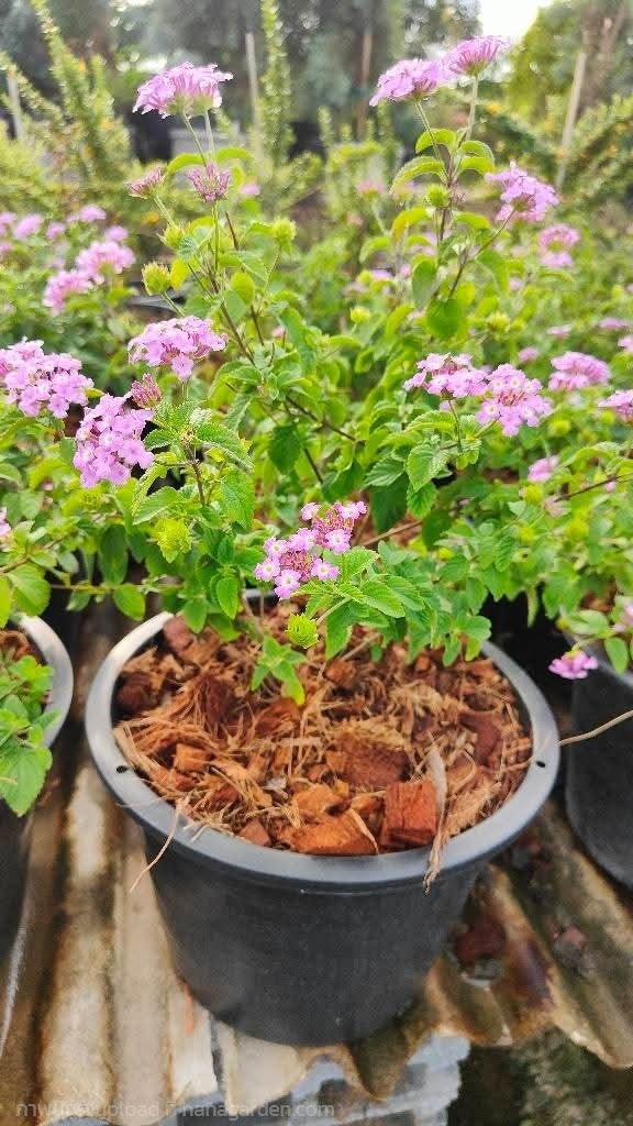 เทรลิ่งลาเวนเดอร์ ผกากรองหอม กระถาง 11 นิ้ว (กทม) | Kiattisak Pailay - บางกอกน้อย กรุงเทพมหานคร