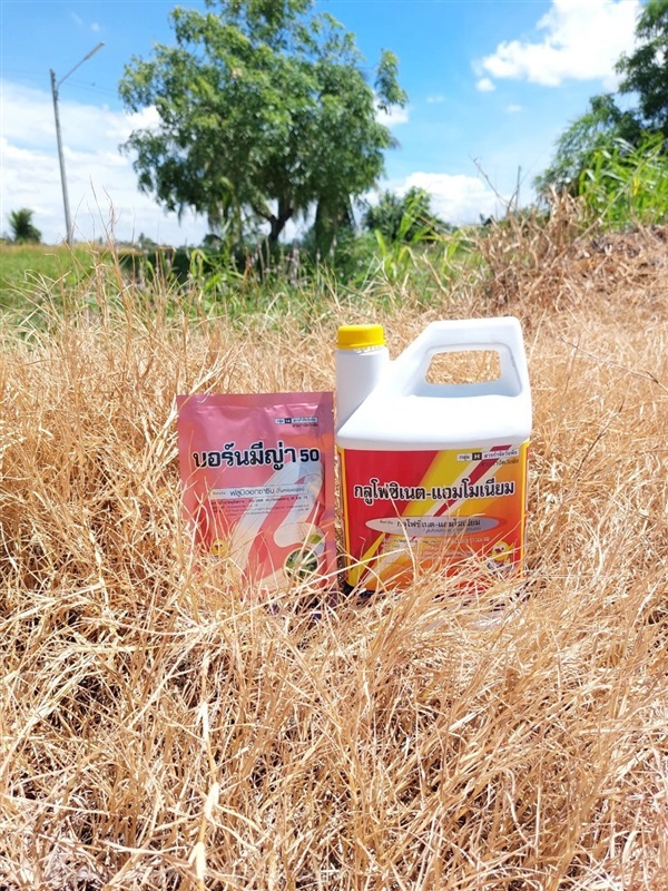 กลูโฟซิเนต- แอมโมเนียม + บอร์นมีญ่า | เอ็มวี อกรีเทค(ศรีประจันต์) - ศรีประจันต์ สุพรรณบุรี